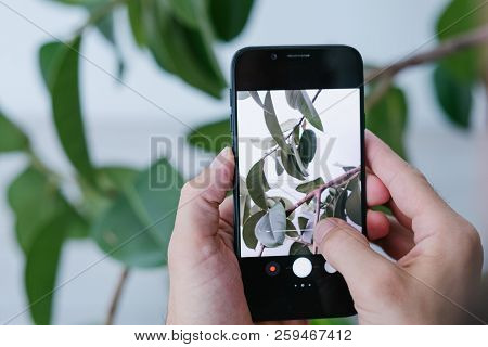 Blogger Taking Photos Of Green Ficus Plant. Social Media Influencer Creating Content For Channel. Ha
