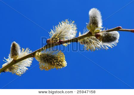 Foråret er kommet og en træer er fuld af blomstrer, pussy-piletræer mod blå himmel