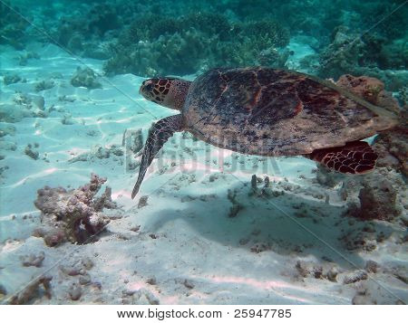 Tartaruga di mare sta nuotando sopra una barriera corallina con pesci vari