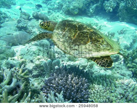 Tartaruga di mare sta nuotando sopra una barriera corallina con pesci vari