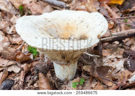 Lactifluus Vellereus (formerly Lactarius Vellereus) Fungus In The Forest.