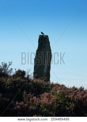 A Bird In Profile Perched On A Tall Neolithic Standing Stone In Midgley Moor Surrounded By Heather I