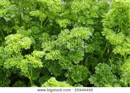 Petersilie (Petroselinum Crispum)