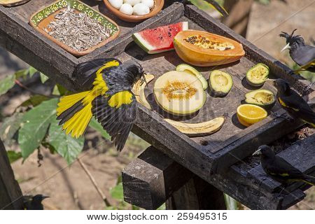 Bird Feeding Station In The Tropics With A Variety Of Dishes