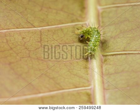 Larvae Green Worm Are Creating Fiber Wrapped Themselves On The Leaves.