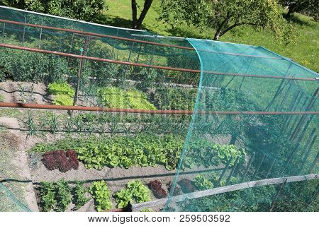 Wide Vegetable Garden With Lettuce And Radicchio With A Hail Protection Net