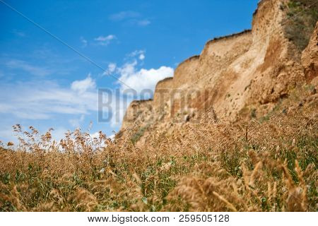 wildflowers on high coast by the sea, beautiful coastal landscape, travel concept