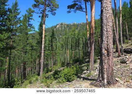 Summer Day In A Pine Forest. Siberia, Transbaikal, Yablonovy Ridge,