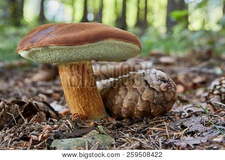 Imleria Badia. Fungus In The Natural Environment.