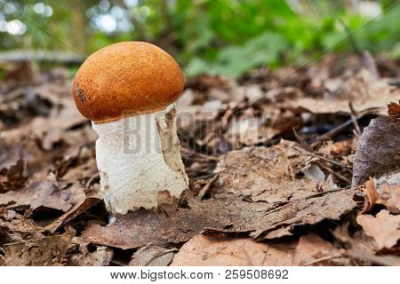 Leccinum Aurantiacum In The Natural Environment.