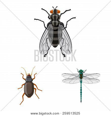 Vector Illustration Of Insect And Fly Symbol. Collection Of Insect And Element Vector Icon For Stock