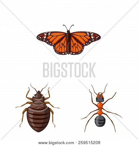 Vector Design Of Insect And Fly Logo. Set Of Insect And Element Vector Icon For Stock.