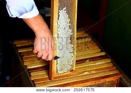 Frame With Bees. Honeycomb With Uncapping Fork. Raw Honey Being Harvested From Bee Hives. Beekeeping