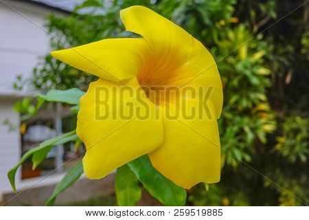 Close Up Yellow Canna In The Morning,beautiful Nature
