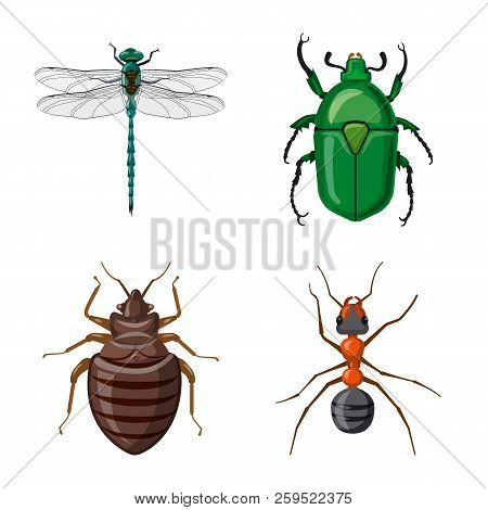 Vector Illustration Of Insect And Fly Sign. Set Of Insect And Element Stock Symbol For Web.