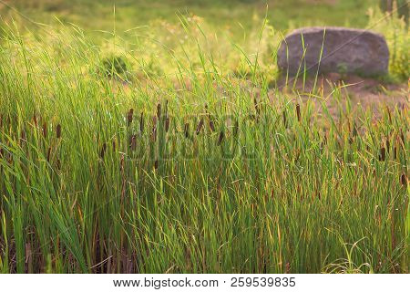Bulrush Or Cattail Spikes Against Background Of Large Stone