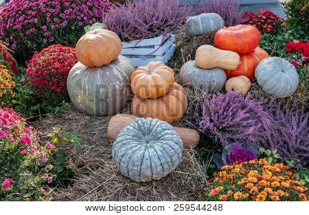 A Lot Of Colorful Pumpkins On October Harvest Festival.
