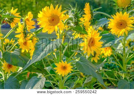 Beautiful Blooming Sunflowers On A Summer Sunny Day.