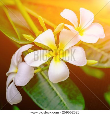 White Flowers Of Blooming Plumeria (lan Thom)tree, Symbol Of Thailand. Close Up View With Toned Filt