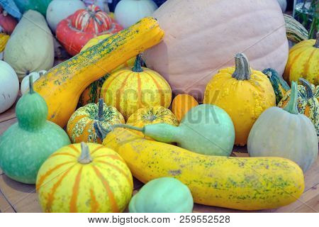 Various Of Decorative Colorful Pumpkins After Autumn Harvest On Farmer Market.