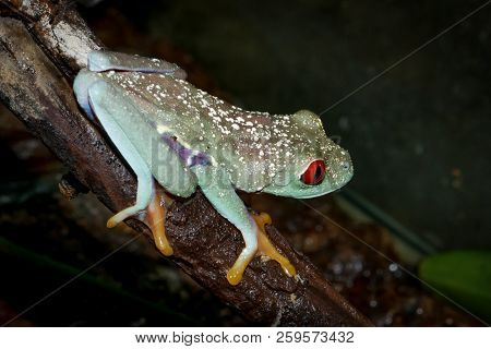 Beautiful Red Eyed Tree Frog On Branch