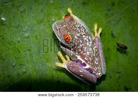Beautiful Red Eyed Tree Frog On Branch