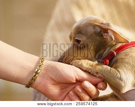 Little Pinscher Ratter Prazsky Krysarik Purebreed Small Dog Sitting Relaxing And Chilling On Sofa Co