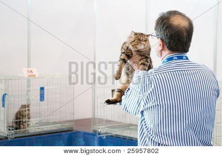 Moscou - 6 de março: Juiz Kenny Currle examina um gato na exposição internacional de gatos 