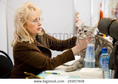 Moscou - 6 de março: Vet não identificado examina um gato na exposição internacional de gatos 