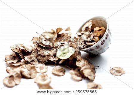 Close Up Of Dried Leaves Of Pipado, Or Pipadi, Or Indian Rosewood Or Pippala Tree Or Sacred Fig Or F