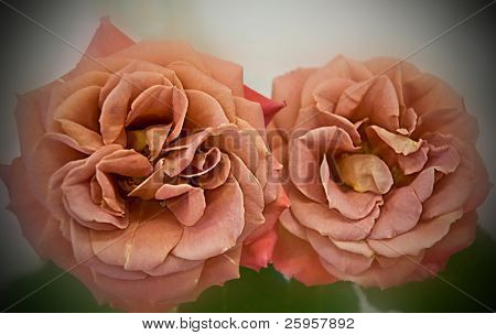 Spirit Dance Roses