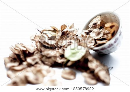Close Up Of Dried Leaves Of Pipado, Or Pipadi, Or Indian Rosewood Or Pippala Tree Or Sacred Fig Or F