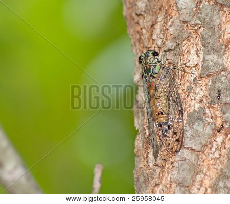 Grand Western cicala mimetizzata sulla quercia