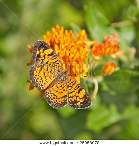 Pearl Halvmåne sommerfugl fodring på Butterfly ukrudt