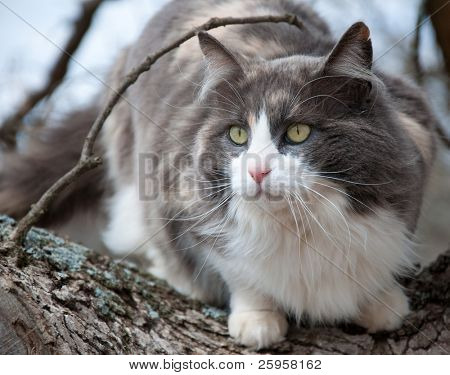 美丽的蓝色、 白色、 奶油色印花布猫上树