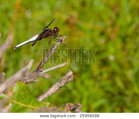 Hvid hale dragonfly oppe på en kvist