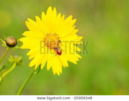 Beruška na květ žlutý coreopsis proti zeleným pozadím