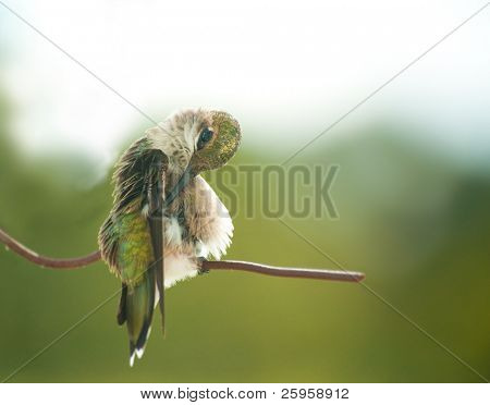 Drobné kriminality mužské Hummingbird preening jeho peří