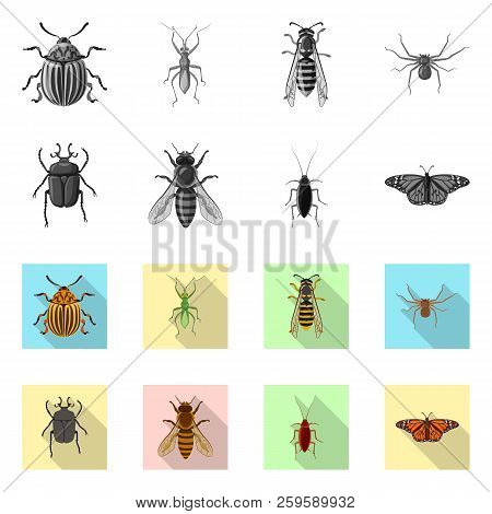 Vector Illustration Of Insect And Fly Sign. Collection Of Insect And Element Stock Vector Illustrati