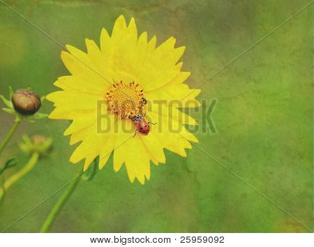 Beruška na květina žlutá coreopsis, abstraktní texturou obrázek s kopií prostor