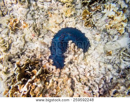 Underwater Photos Of Sea Cucumber Or Holothuroidea Is A Marine Animals With A Black And Leathery Ski