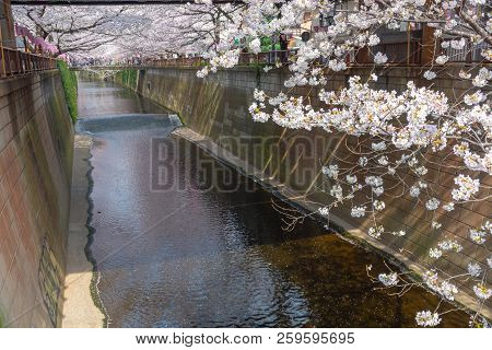 Cherry Blossom Season In Tokyo At Meguro River, Japan