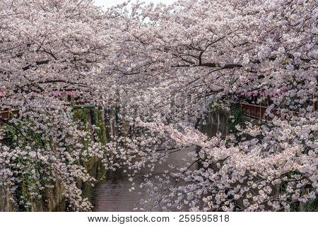 Cherry Blossom Season In Tokyo At Meguro River, Japan