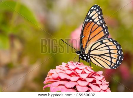 ventralen Blick auf ein buntes Vizekönig Schmetterling Fütterung auf eine rosa Zinnie grün hintergrund