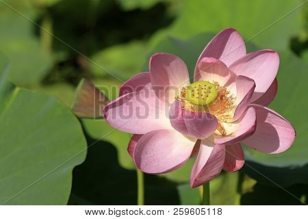 Chusonji Lotus At Chuson Temple, Hiraizumi, Iwate, Japan