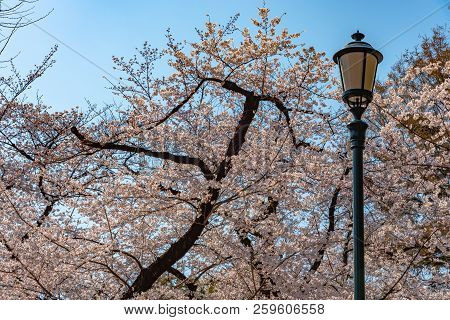Cherry Blossoms Around Chidorigafuchi Park, Tokyo, Japan.

The Northernmost Part Of Edo Castle Is No