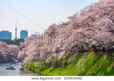 Cherry blossoms around Chidorigafuchi park, Tokyo, Japan.
