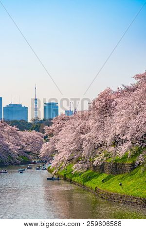 Cherry Blossoms Around Chidorigafuchi Park, Tokyo, Japan.

The Northernmost Part Of Edo Castle Is No