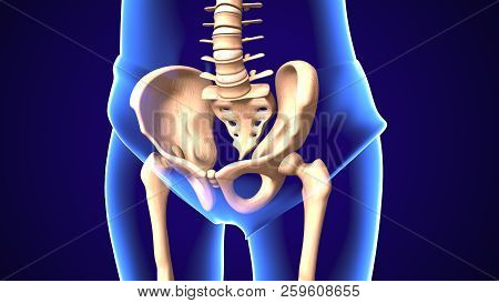 3d Illustration Of Human Baby Skeleton Hip Joint Anatomy