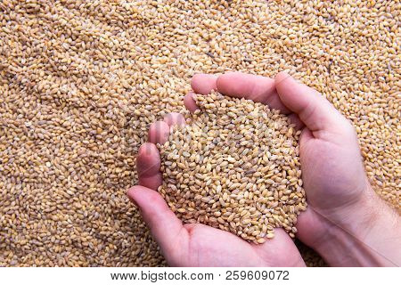 Closeup View Of Pale Pilsener Malt Grains In Hands. Ingredient For Beer. Background Texture. Backdro